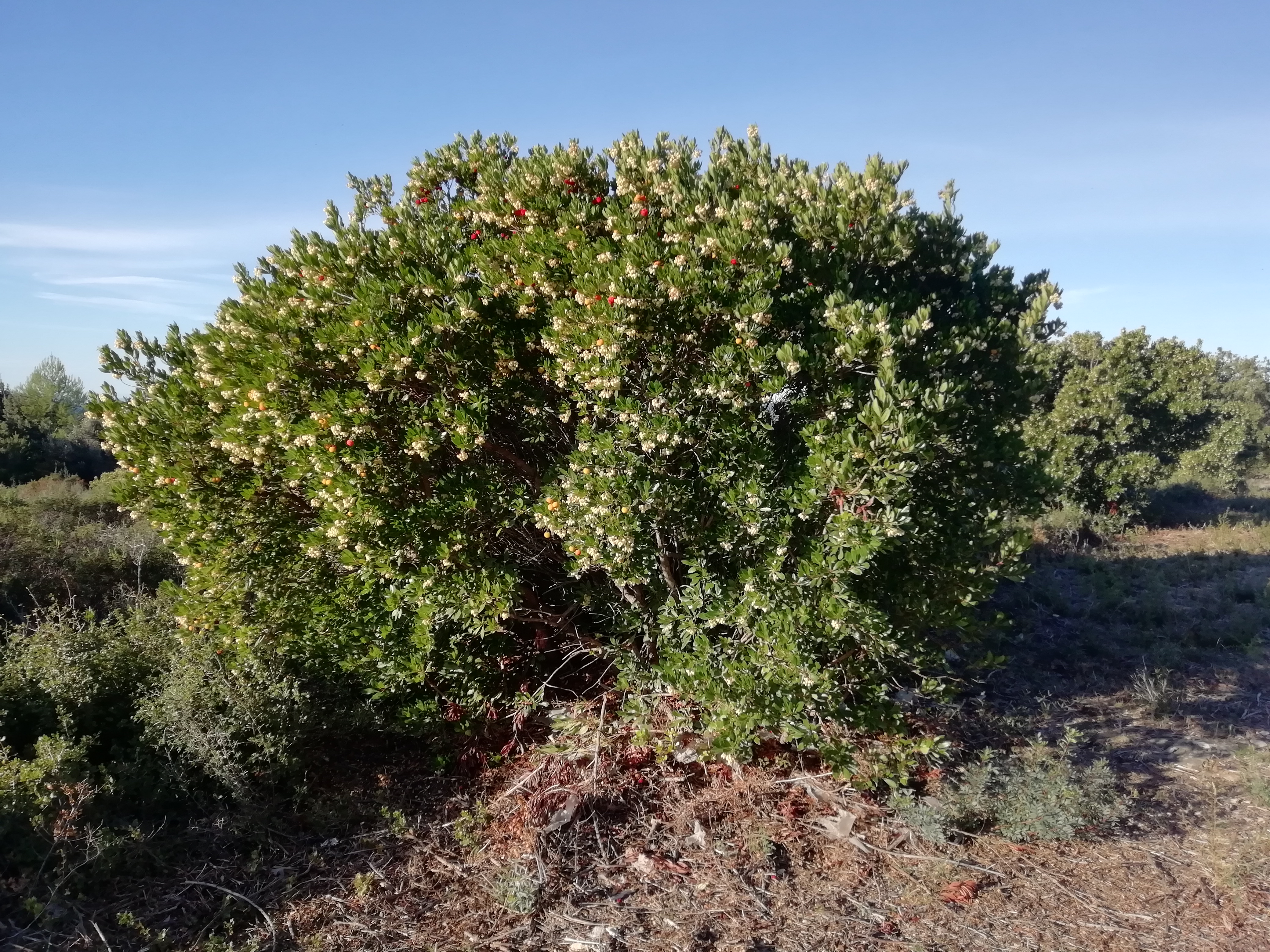 20201117_Arbousier (16).jpg (4.96 MB)