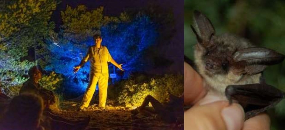 20240828 Biodivertissants Nuit chauve-souris_page-0001.jpg (79 KB)