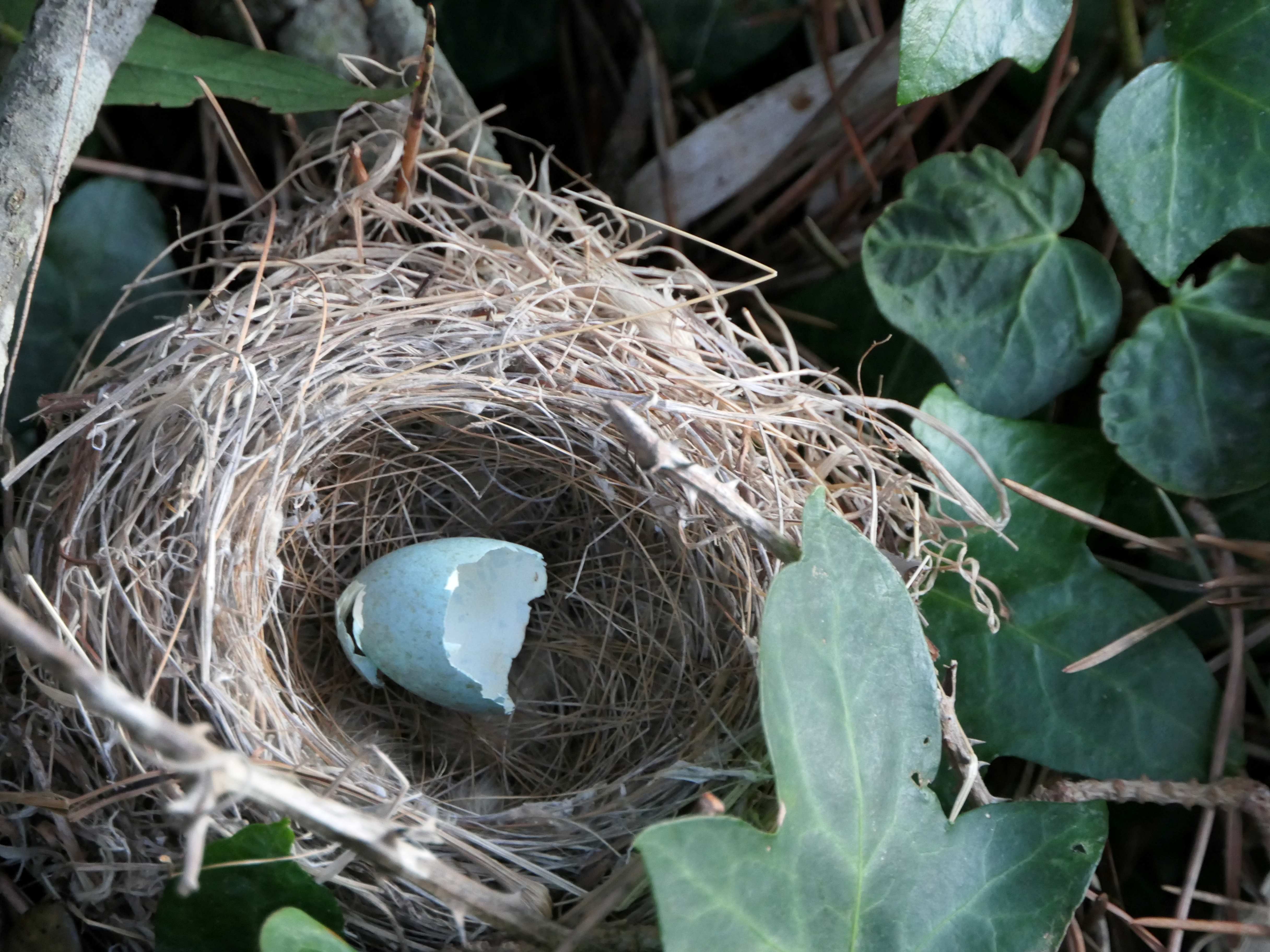 Activit&eacute; Traces et indices des animaux en hiver &copy; Domaine du Rayol, Pauline Arn&eacute;odo.jpg (1.09 MB)
