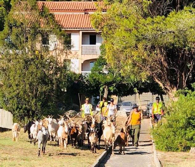 B&ecirc;le Colline en route pour un nouveau chantier d_&eacute;co-p&acirc;turage (photo D.R. B&ecirc;le Colline).jpg (139 KB)