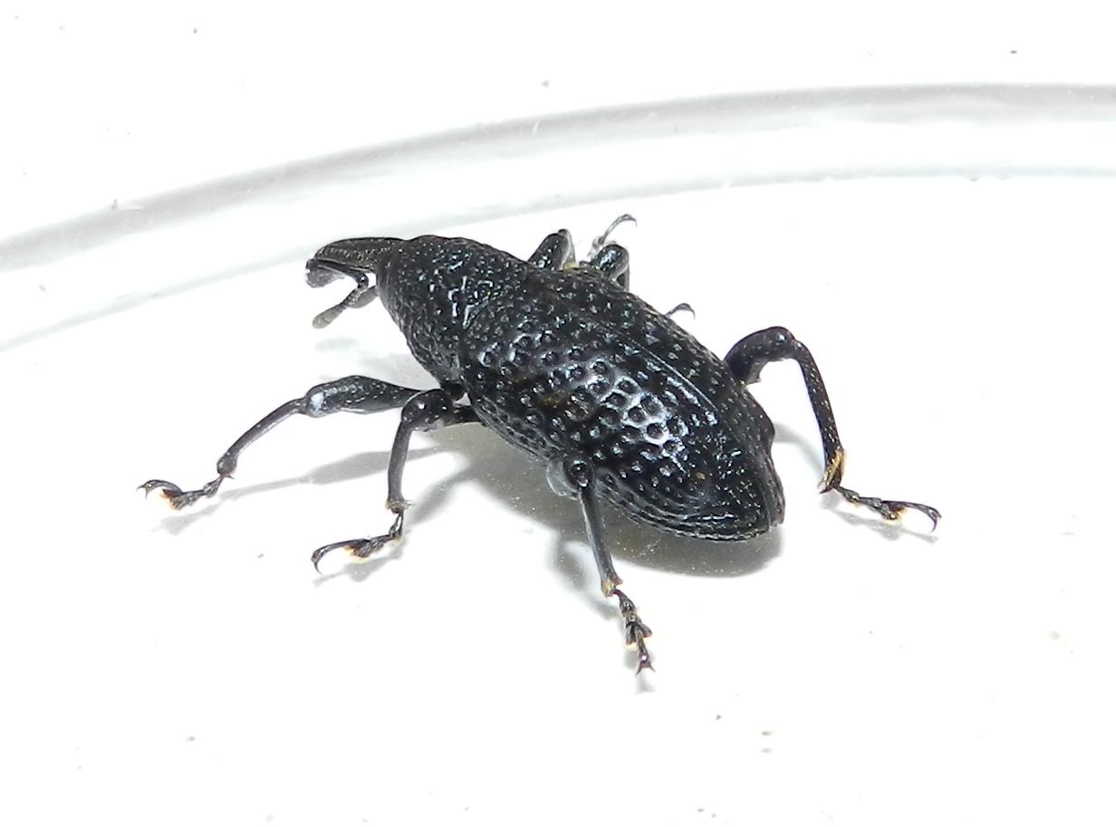 Charan&ccedil;on noir du figuier.jpg (65 KB)