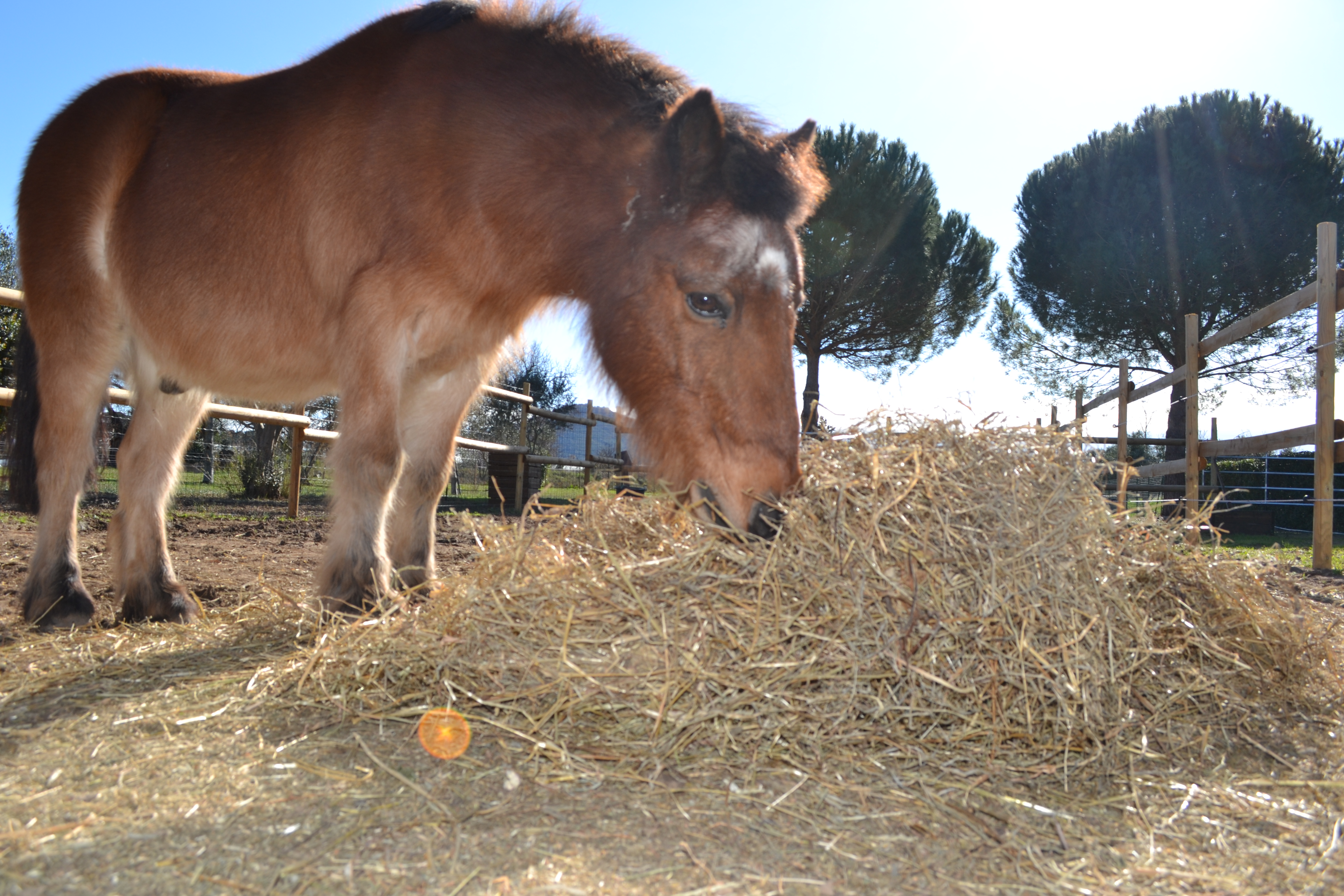 DSC_0002.JPG (4.03 MB)