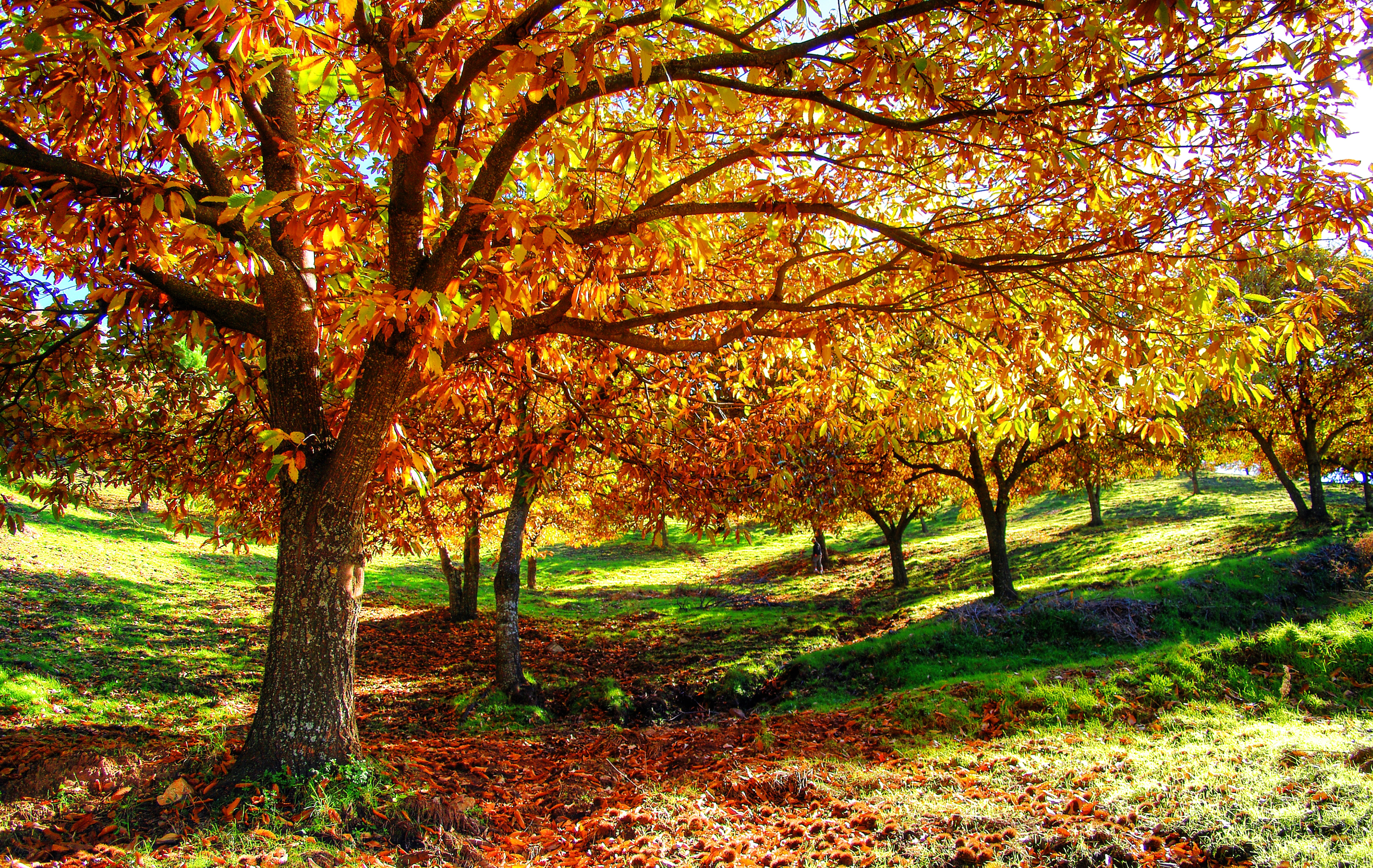 Design sans titre (62).png (29.45 MB)