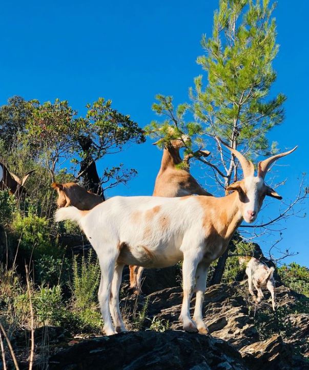 Les ch&egrave;vres sont d_excellentes grimpeuses et peuvent donc acc&eacute;der aux zones escarp&eacute;es.JPG (110 KB)