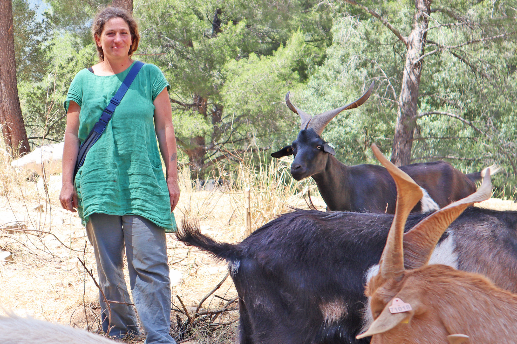 Ninon Meggl&eacute; avec ses ch&egrave;vres dans la colline varoise (photo G.A.).jpg (2.58 MB)