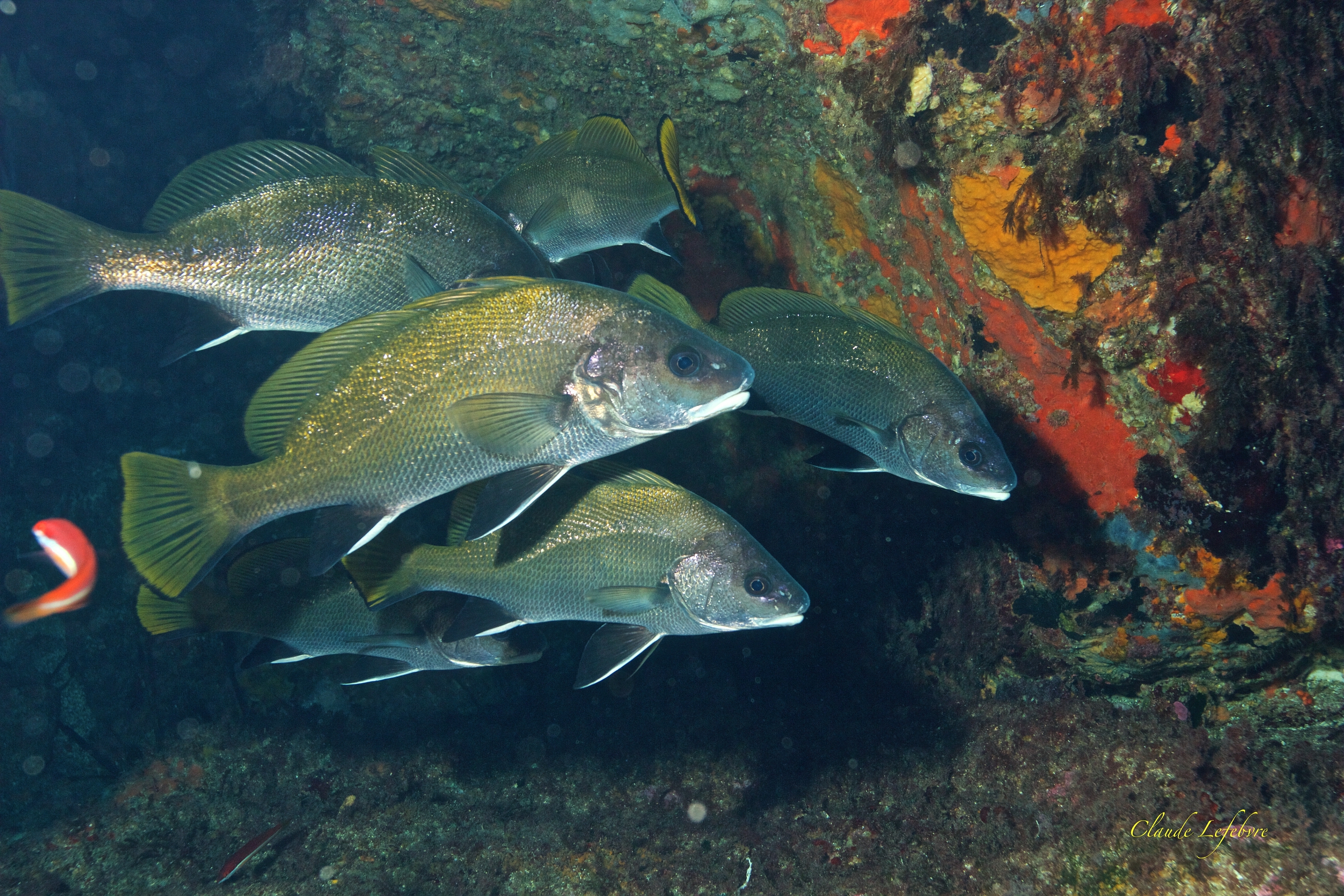 PNPC_010351_MD.jpg (3.57 MB)