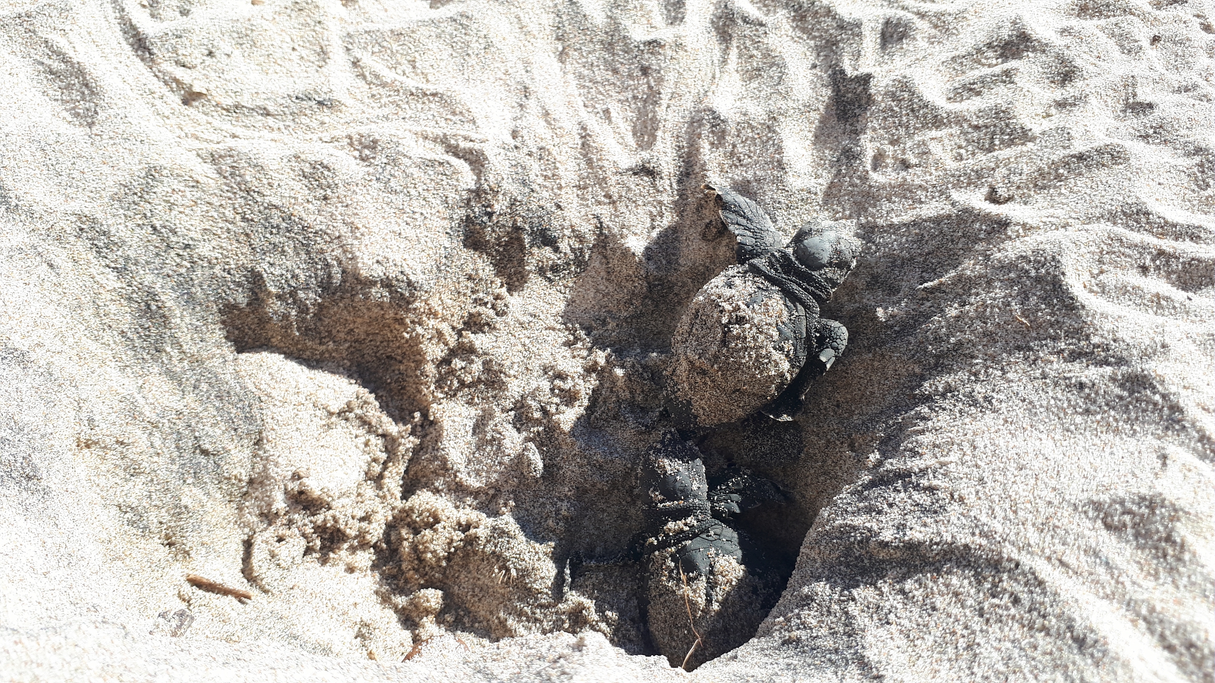 PNPC_012124_MD.jpg (3.95 MB)