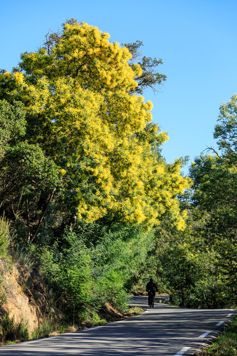 Route du Col du Canadel - Camille Moirenc.jpg (520 KB)