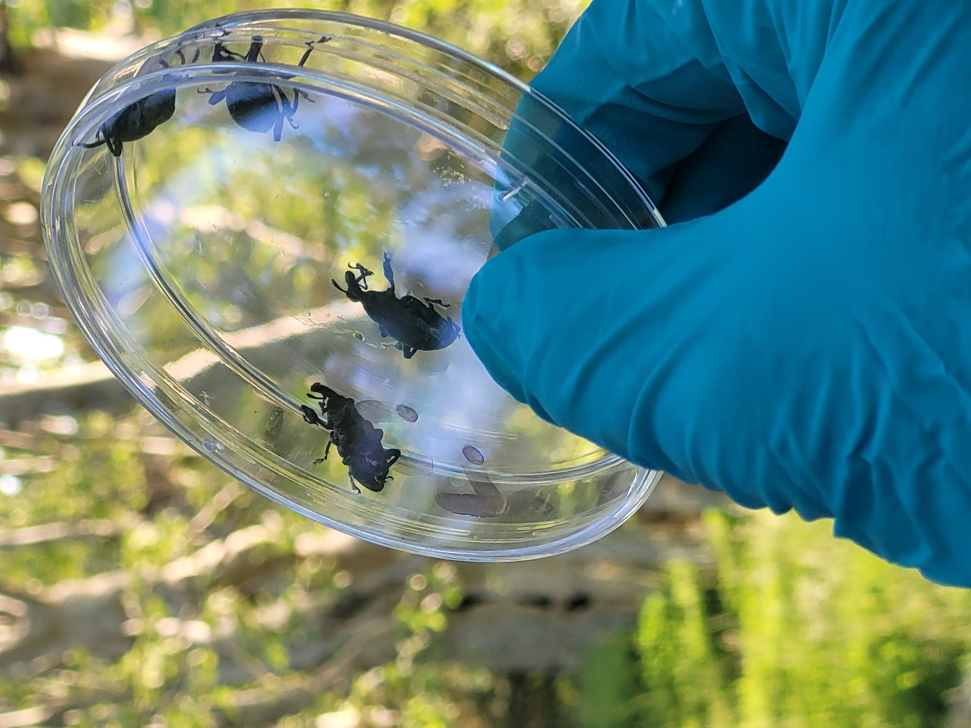 charan&ccedil;on noir du figuier 2.jpg (2.04 MB)