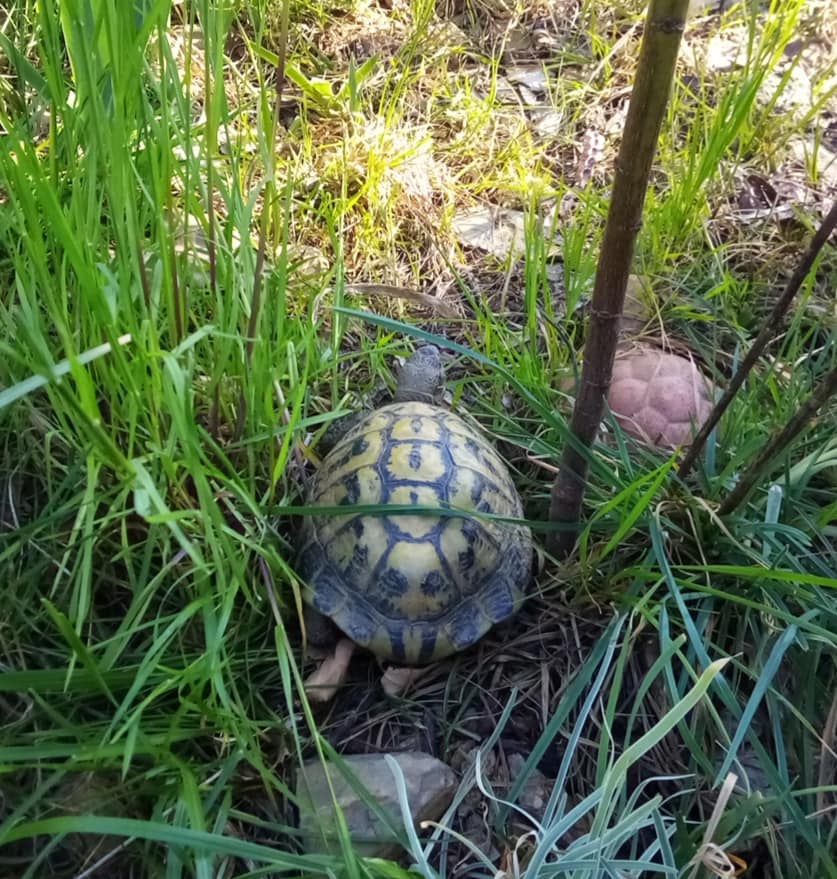 jardin 12.jpg (135 KB)