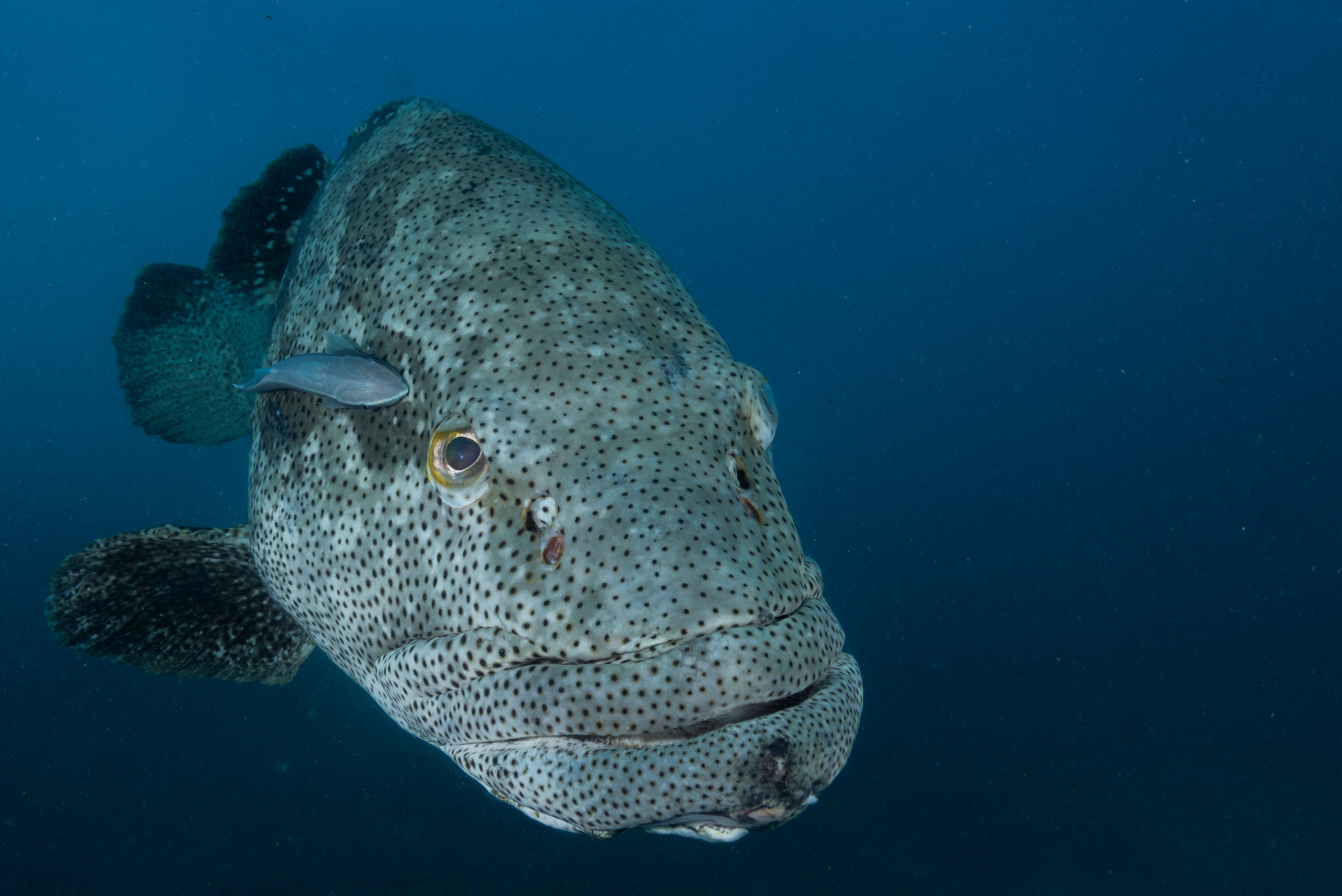 publication site  (875 x 584 px).png.PNG (6.02 MB)