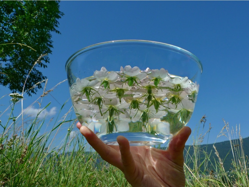 solarisation wild rose.jpg (180 KB)