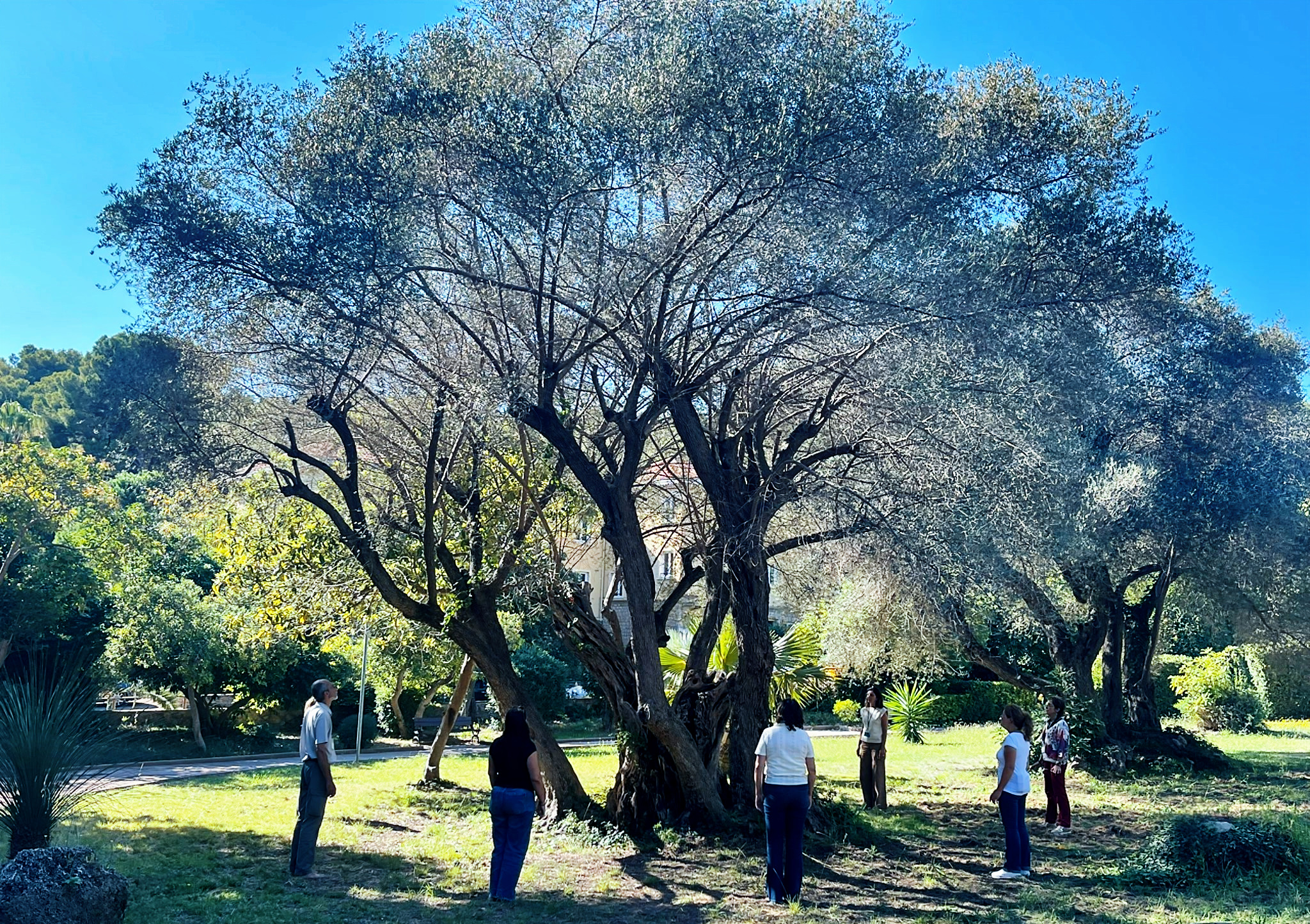 sous l_olivier.jpg (2.23 MB)