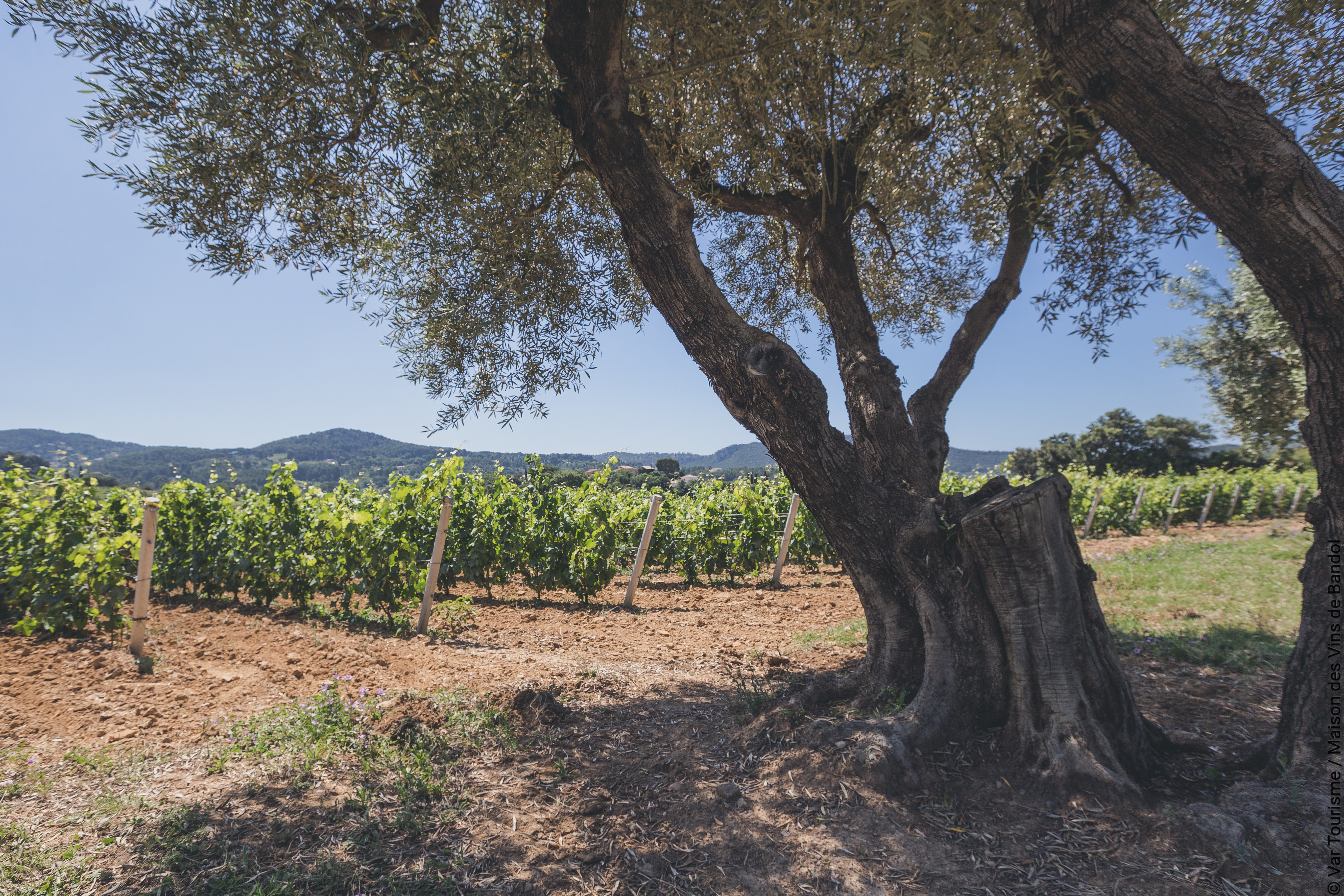 vignes 4 &copy; Var Tourisme - Maison des vins de Bandol.jpg (7.89 MB)