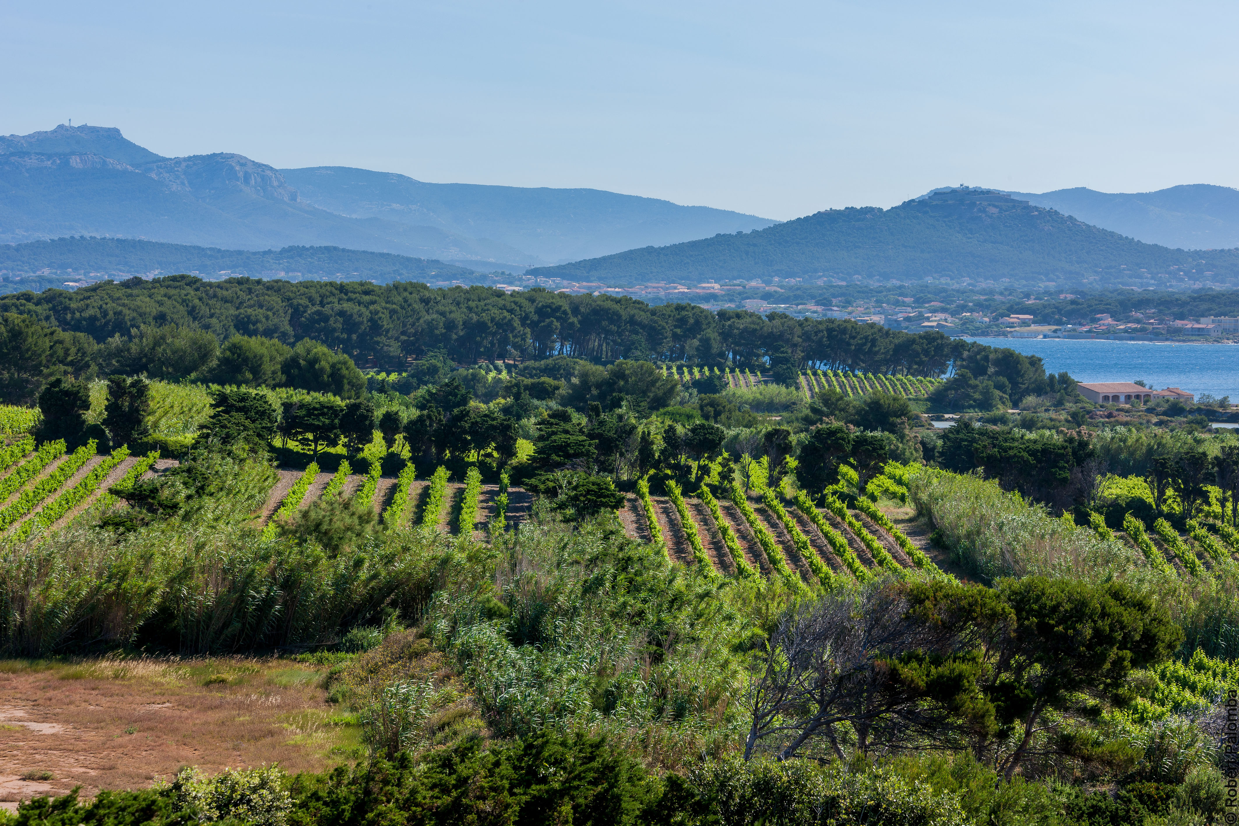 vignes 5 &copy; Robert Palomba.jpg (4.46 MB)